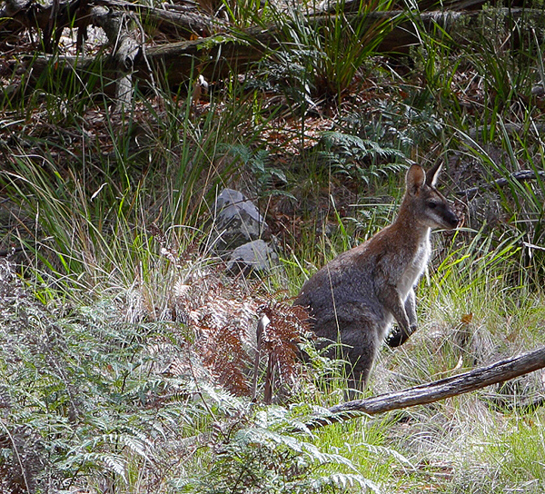 Wallaby in the bush