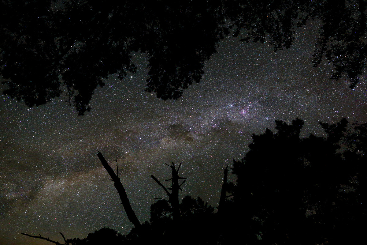 Trees frame the southern Milky Way