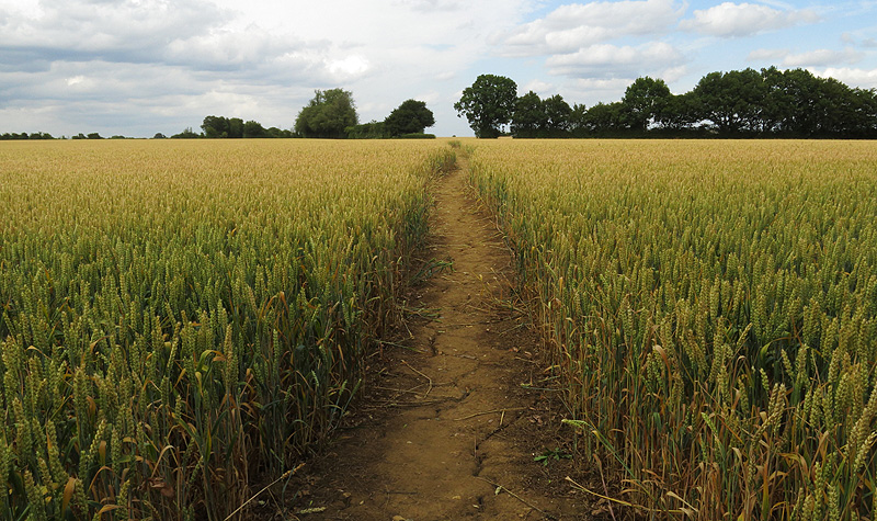 A public path through the field