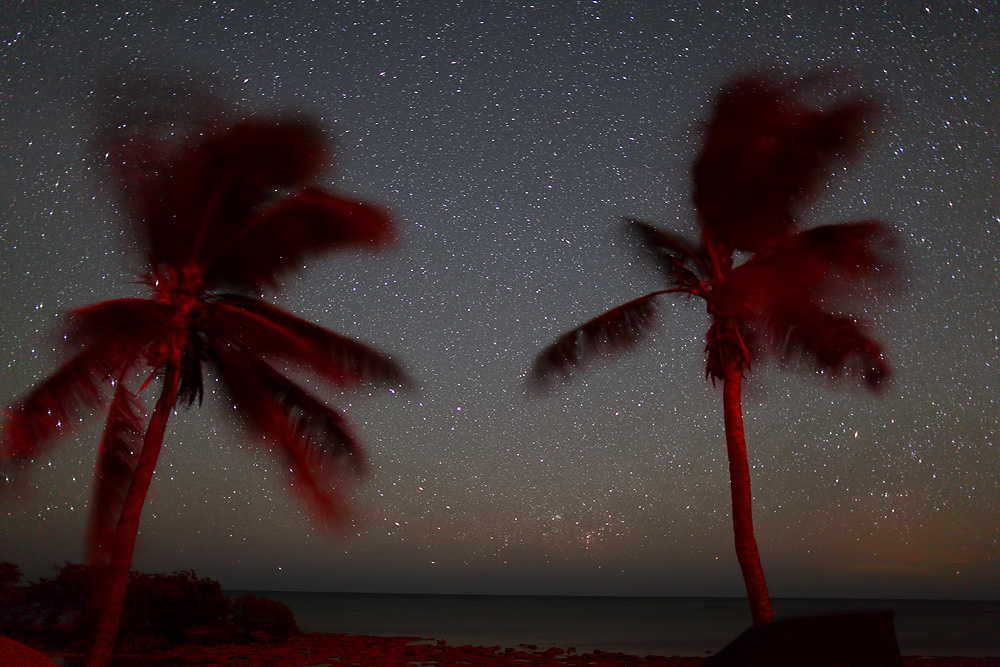 Southern-sky wonders framed by palms