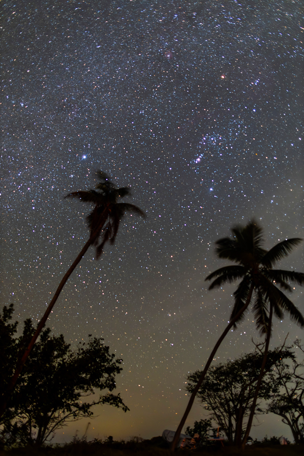 Orion and palm trees