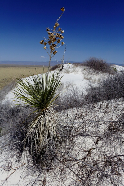 Yucca plant at White Sands