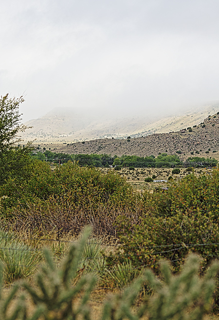 Soggy desert beauty