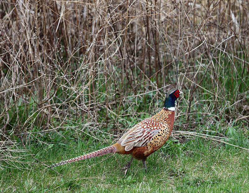 Pheasant