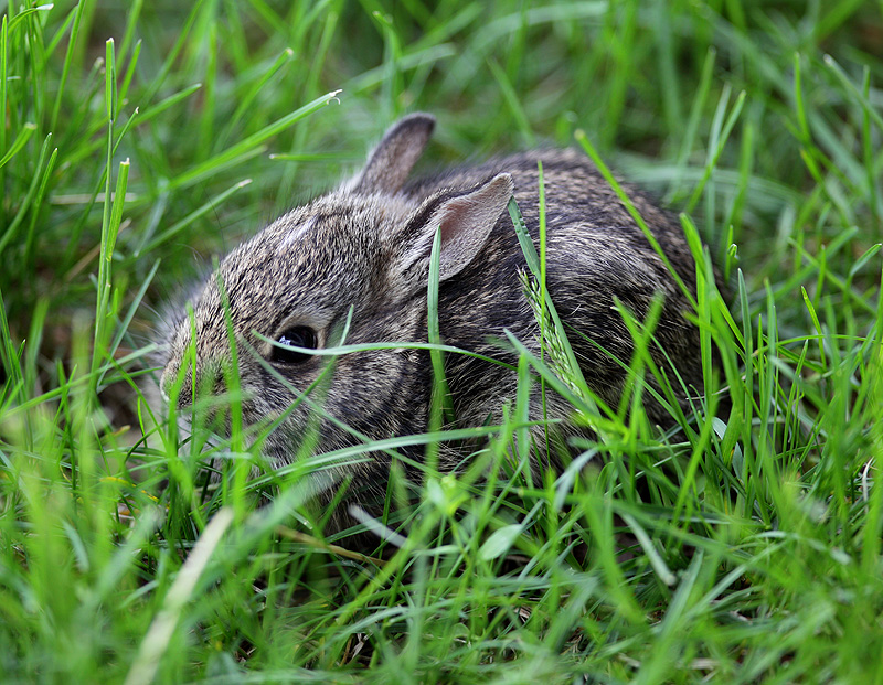 Baby rabbit