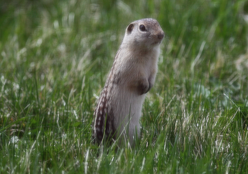 Ground squirrel