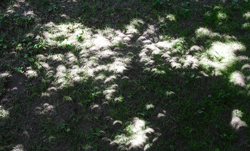 Eclipse viewing, forest style